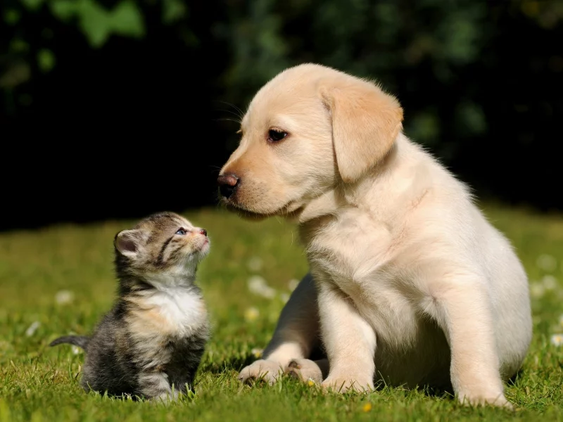 , animals, cats, on all fours, dogs
