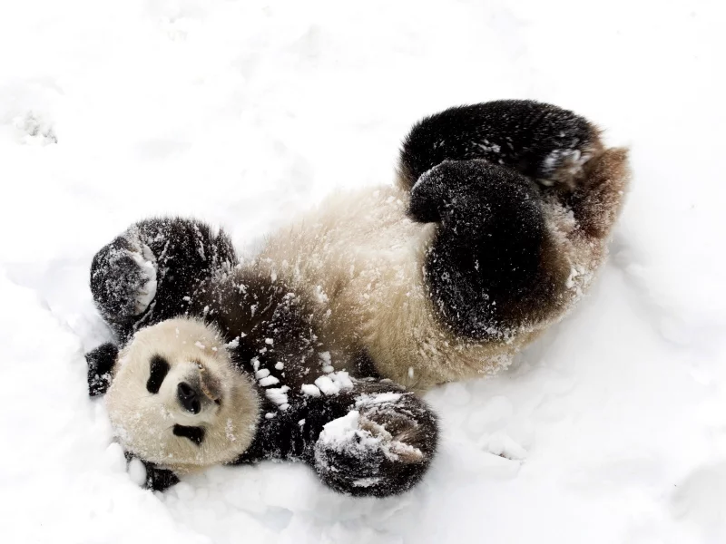 panda bears, животных, animals, панд