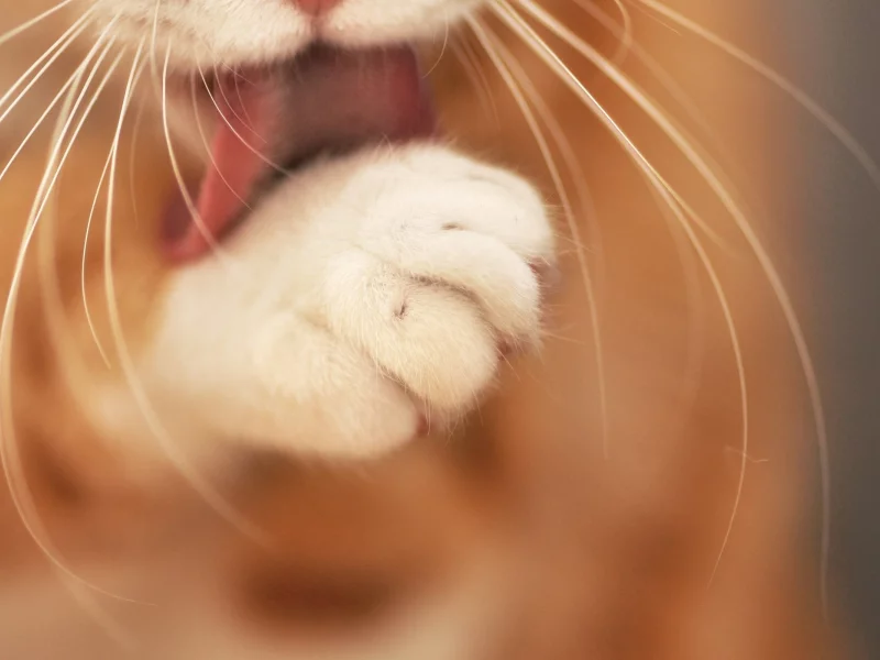 depth of field, лизать, глубина резкости, лапы, animals, кошки, усы, cats, licking, животные, whiskers, paws