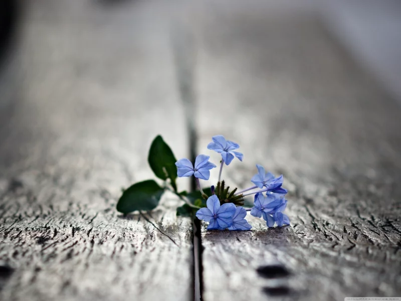 macro, blue flowers, , small
