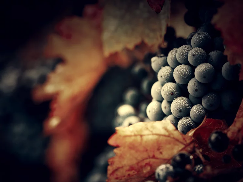 macro, макрос