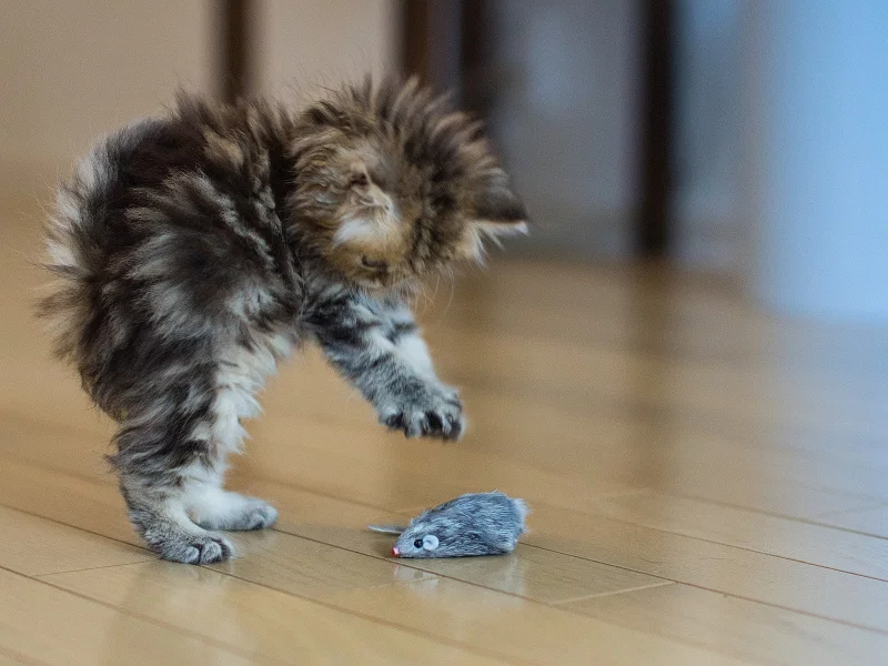 кошки, животные, animals, cats