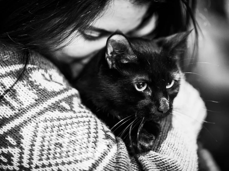 cats, 