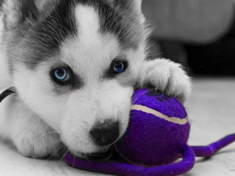 animals, , dogs