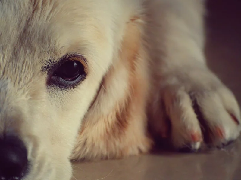 собаки, dogs