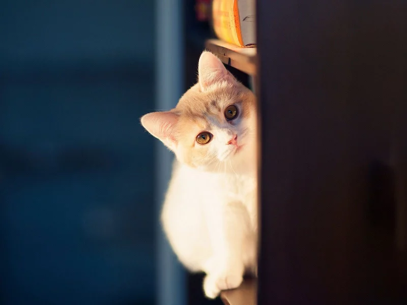 Кошки, cats, Tabby