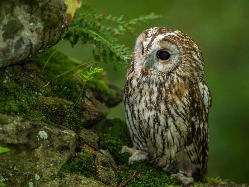 animals, совы, животные, birds, птицы, owls