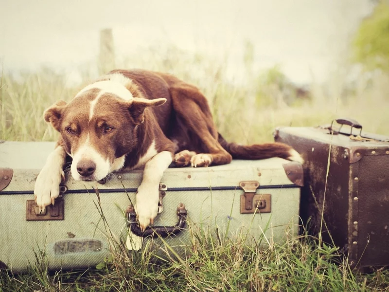 plants, nature, растения, ожидание, трава, luggages, багаж, waiting, grass, собаки, природа, dogs