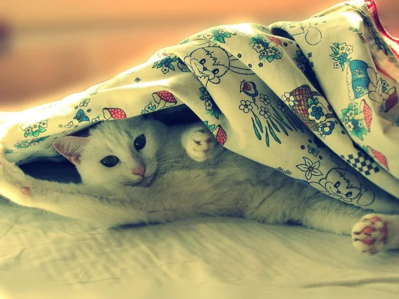 animals, животные