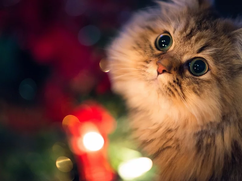 cats, кошки