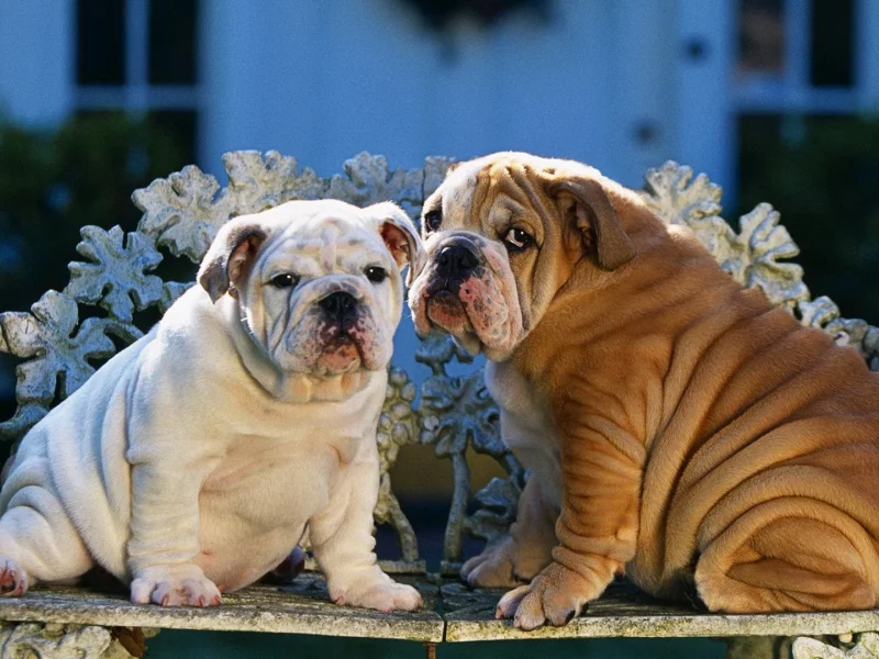 animals, животные