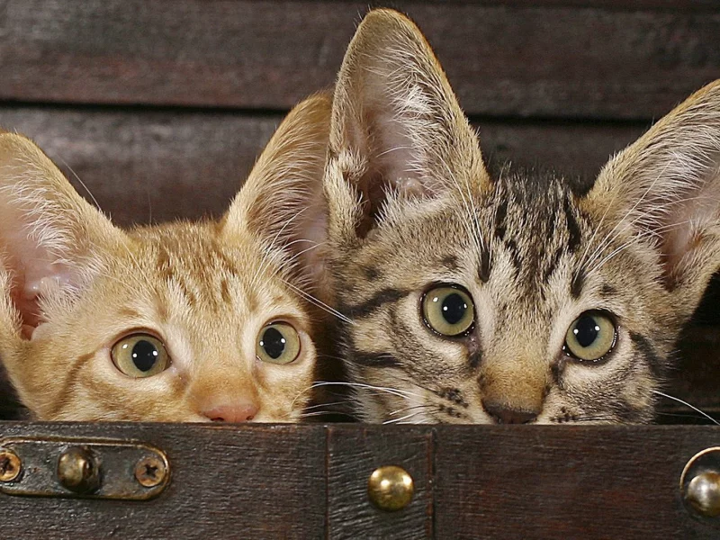 animals, животные