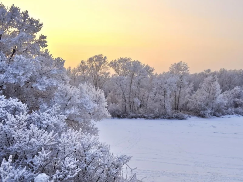 зима, снег, кустарники, trees, winter, snow, bushes, деревья