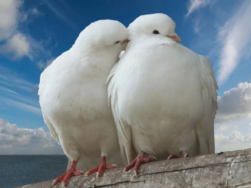 birds, doves, dove, птицы, Голуби, голуби