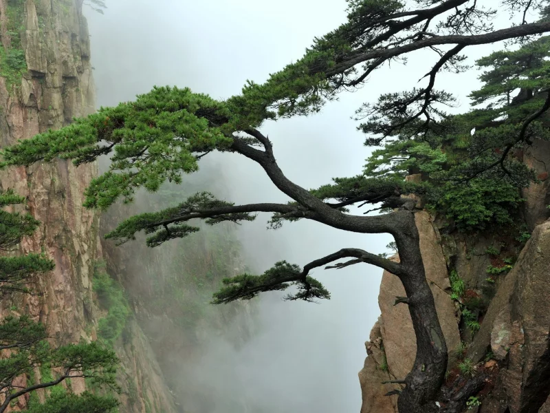 nature, природа, landscapes, пейзажи, trees, деревья