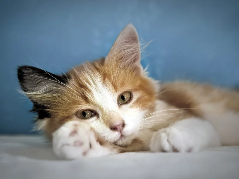 кошки, cats, животные, animals