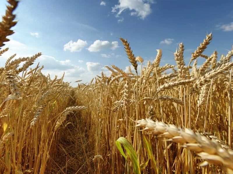 природа, колоски, путь, nature, landscapes, path, spikelets, пейзажи