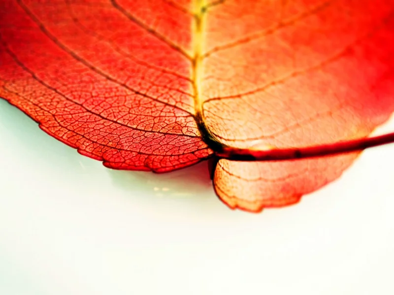 macro, 