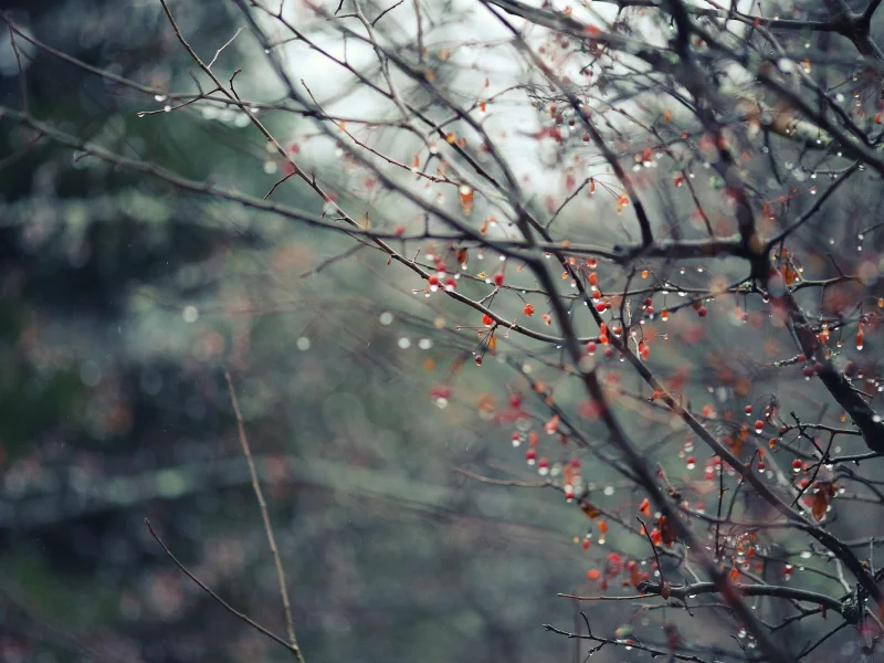 флоры, Flora, капли воды, water drops