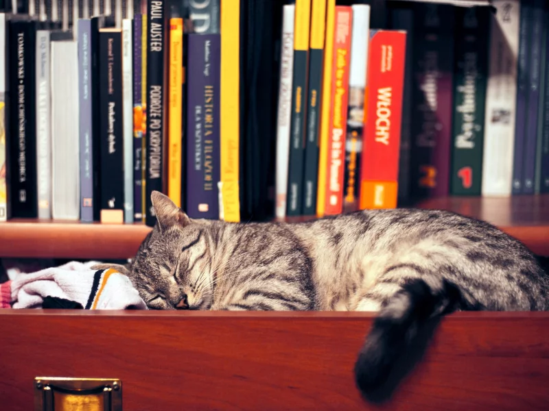 animals, , cats