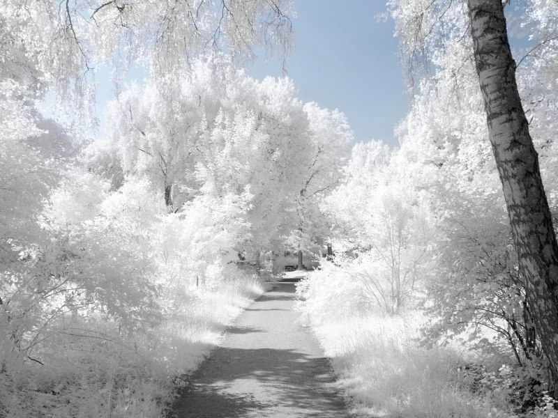 snow, снег
