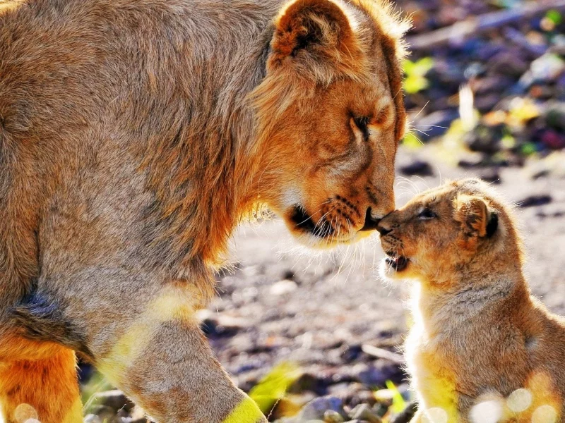 lions, , animals, sunlight, king