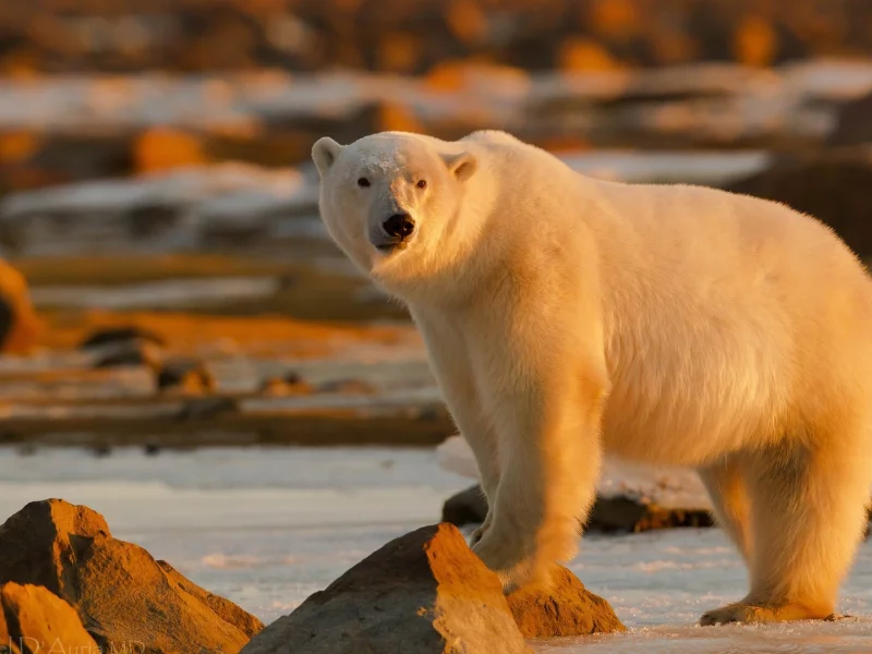 animals, bears, животные, медведи