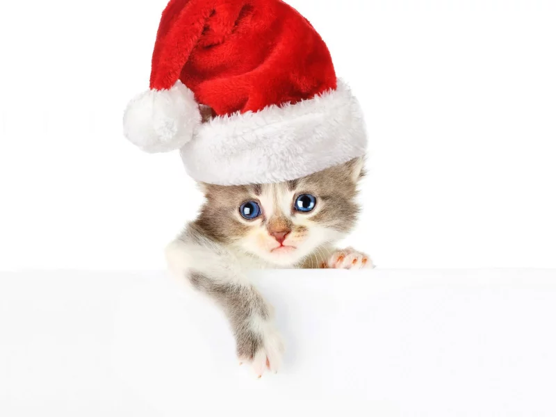 , animals