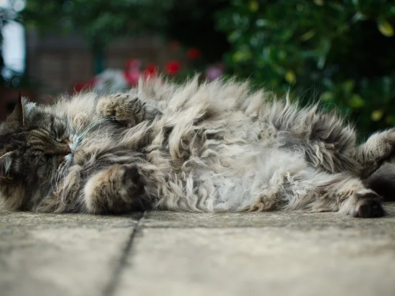 , animals