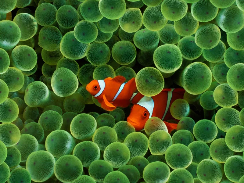 Fish, Fantasy