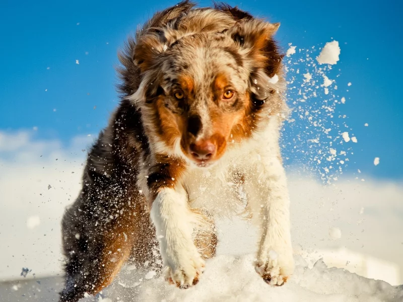 снег, dogs, собаки, snow