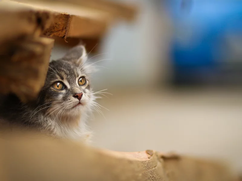 кошки, cats