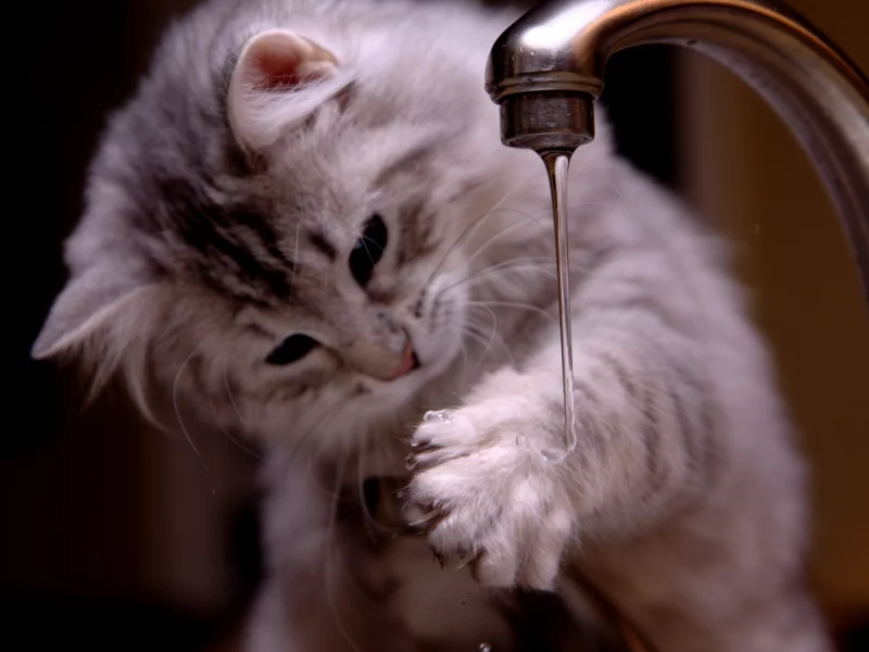 paws, cats, animals, water, вода, kittens, животные, котята, лапы, кошки