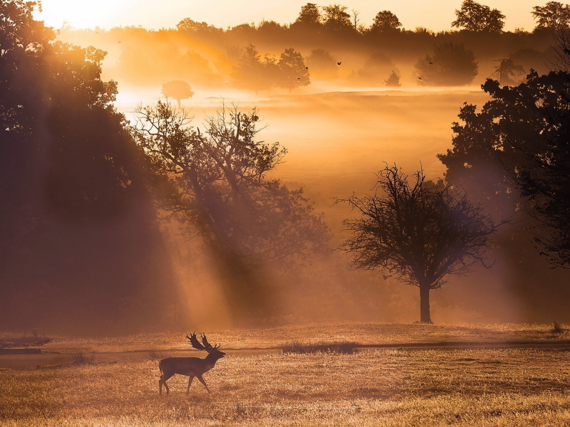 поле, туман, nature, mist, природа, олени, deer, fields