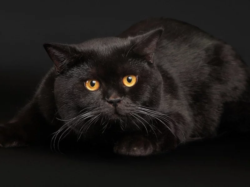 cats, животные, кошки, animals
