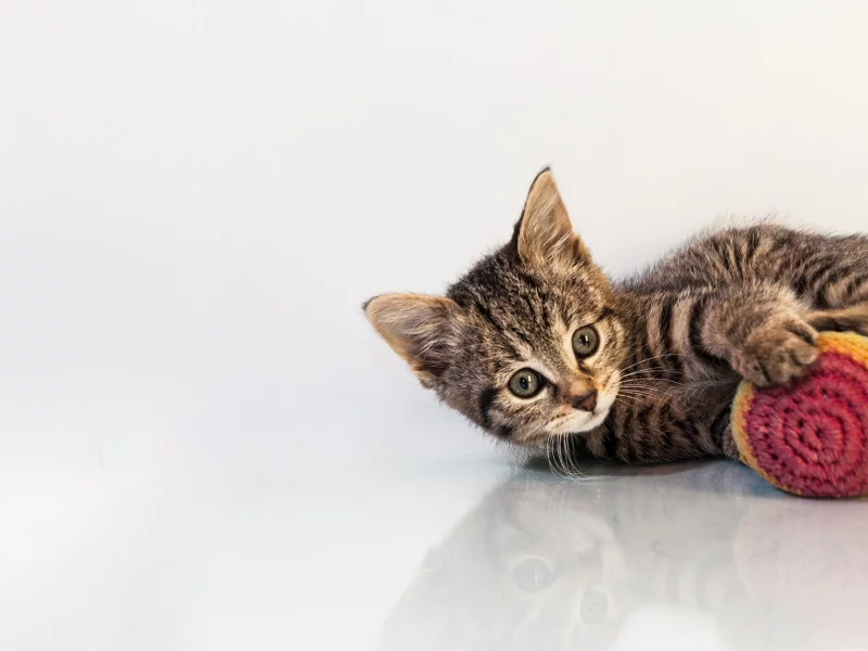 , animals