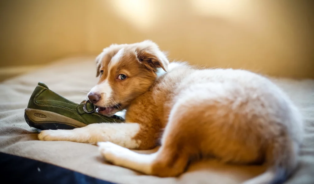 собак, dogs, животных, animals