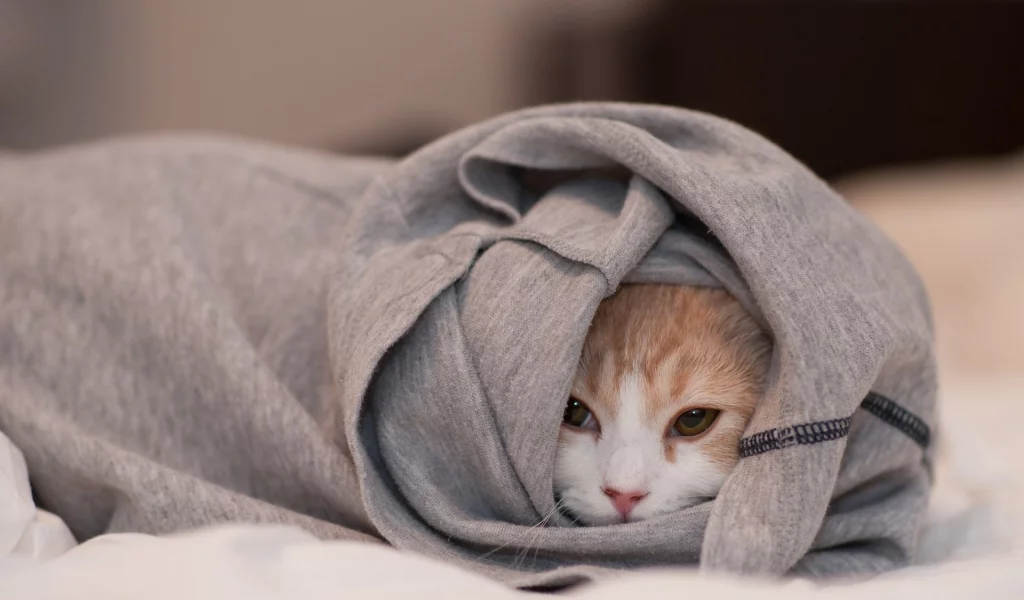 hidden, cats, clothes, скрытые одеждой, животные, кошки, animals