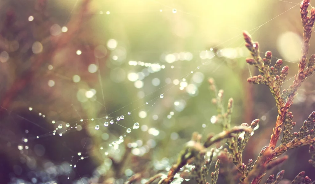 spider webs, природа, nature, паутина