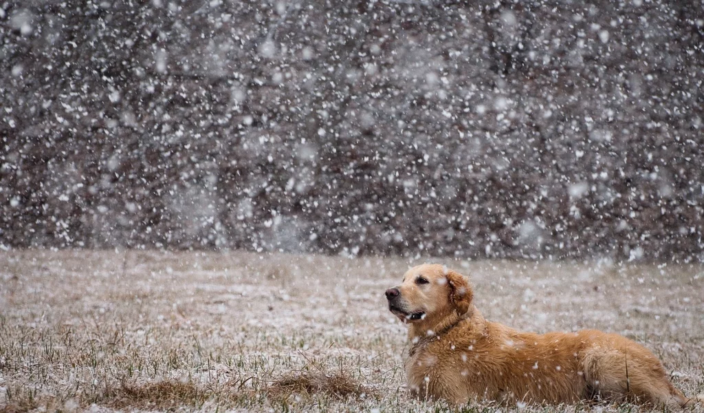 animals, dogs, собак, животных