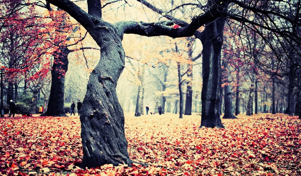 nature, природа
