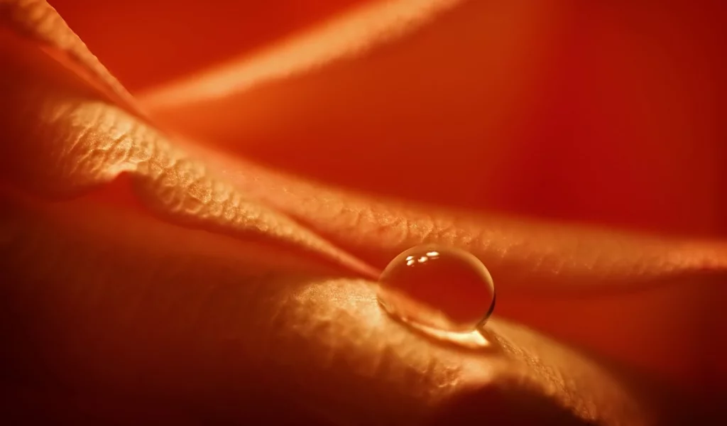 , water, detail, drop