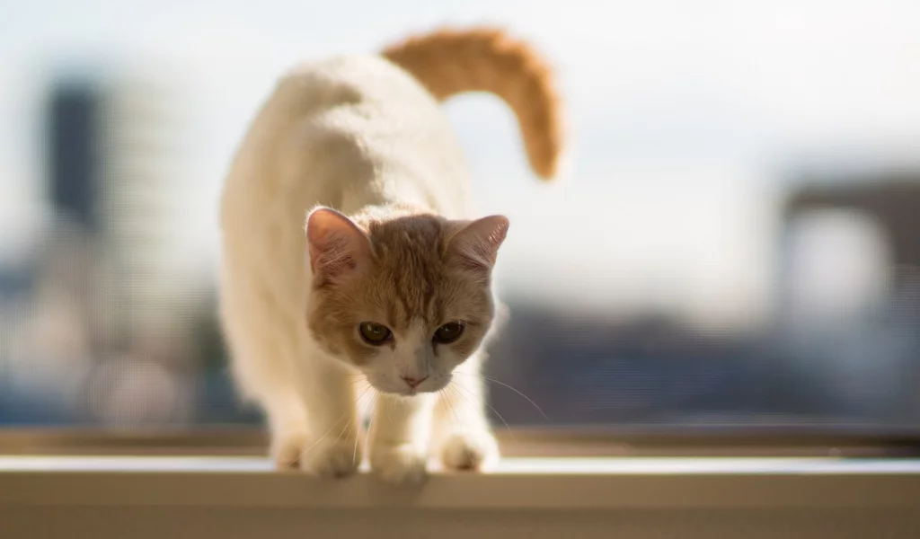 кошки, животные, cats, animals