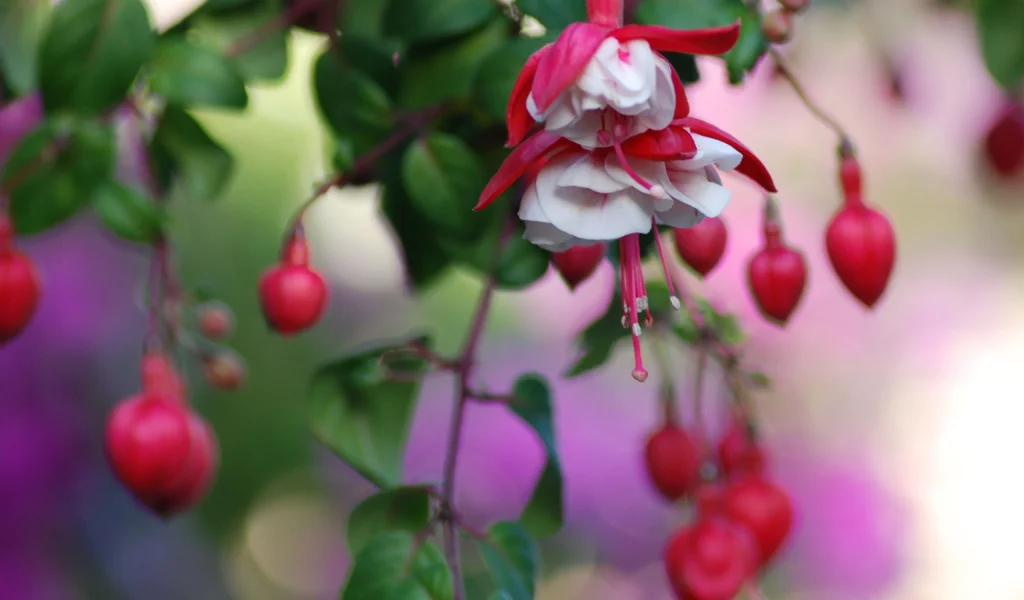 цветы, flowers