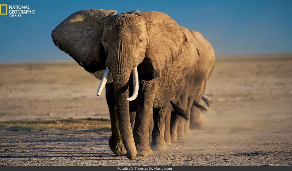animals, National Geographic, животных