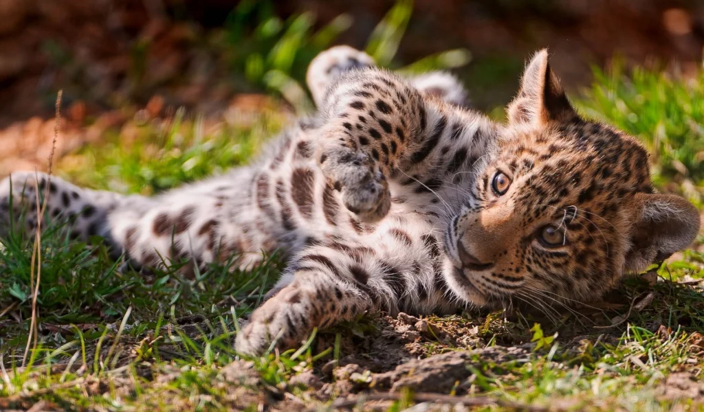 animals, , leopards