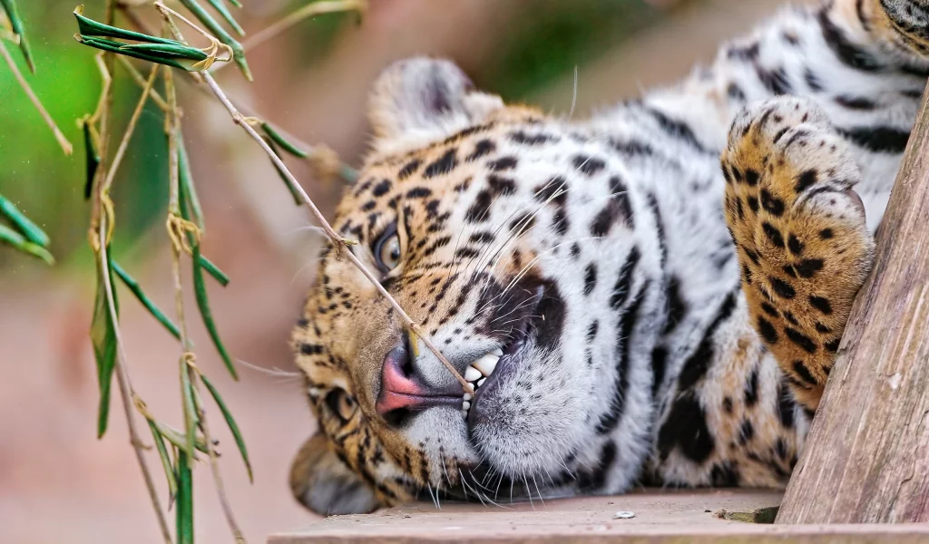 , leopards, animals