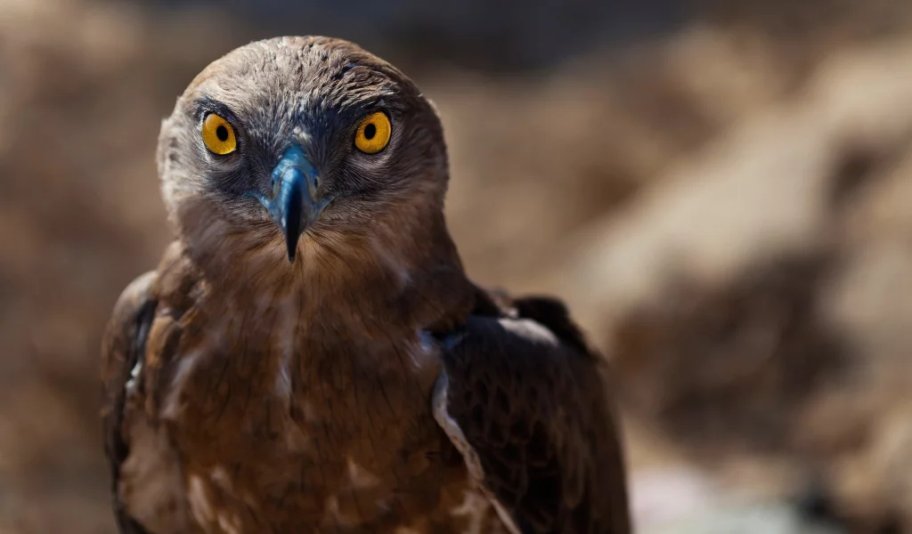 ястреб, hawk, animals, животных