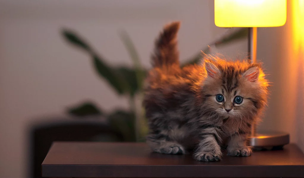 котенок, лампа, маленький