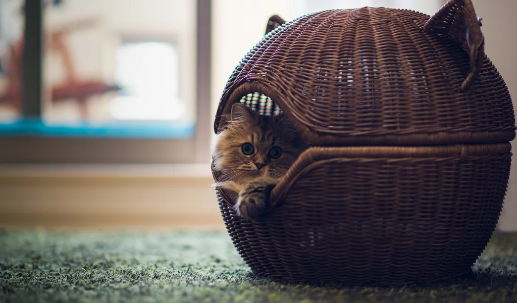 норка, домик, котенок